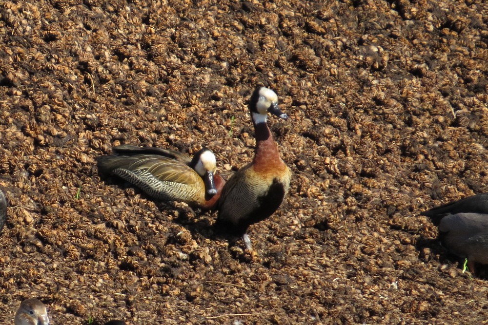 White-faced Whistling-Duck - ML623908837