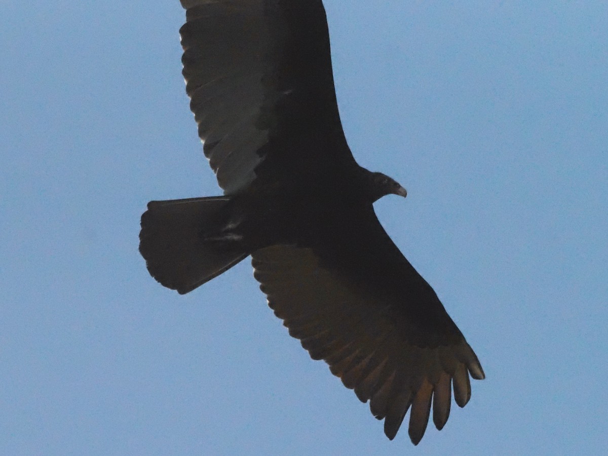 Black Vulture - ML623908843