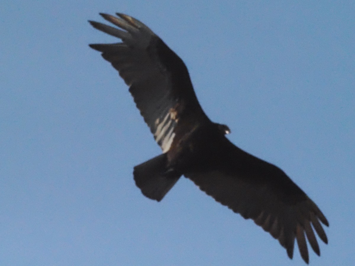 Black Vulture - ML623908844