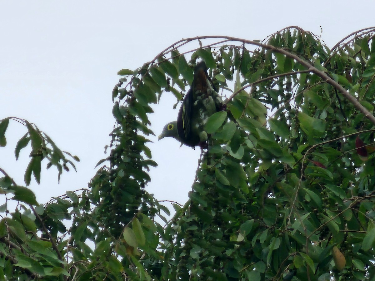 Gray-cheeked Green-Pigeon - ML623908859