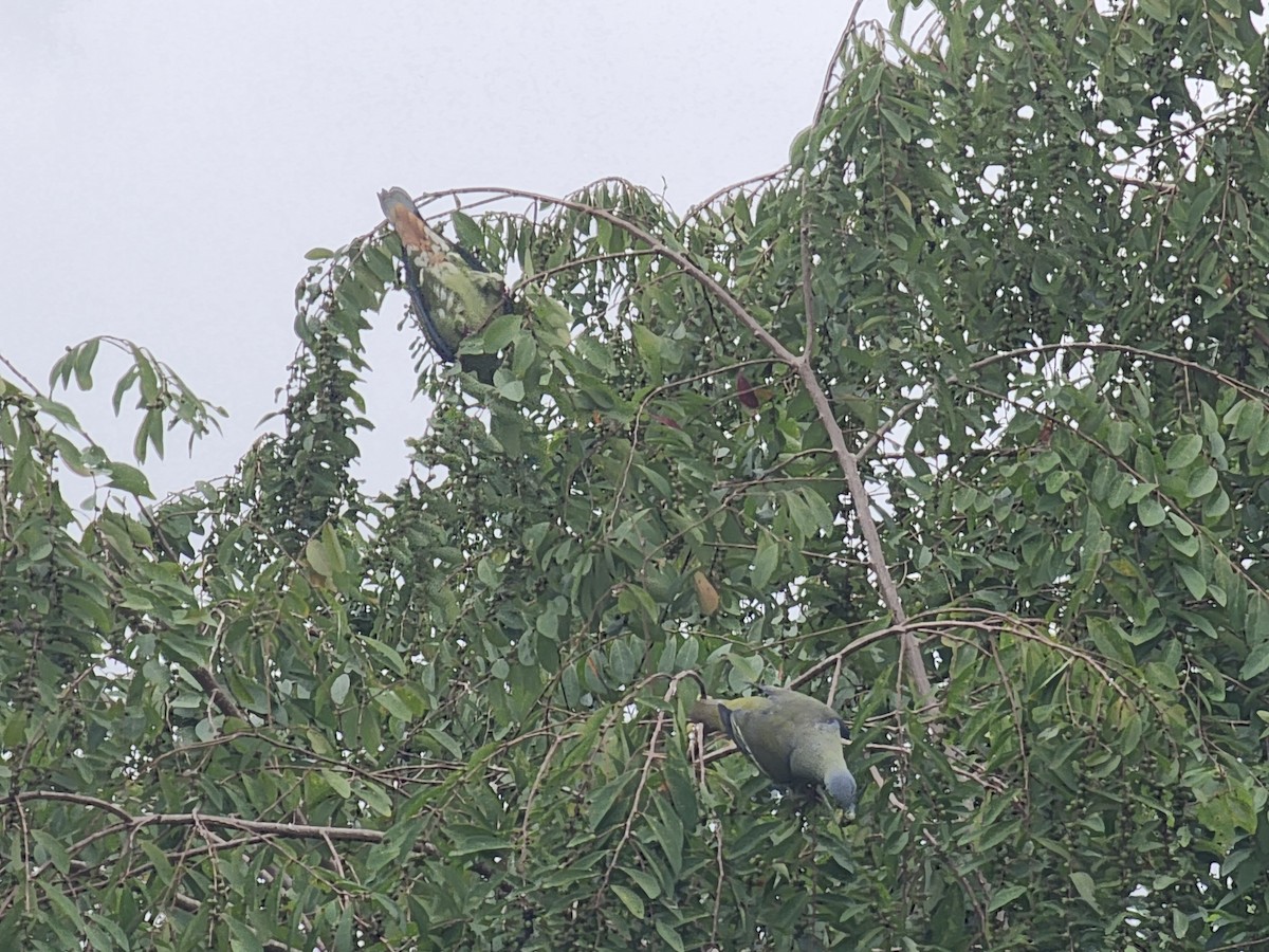 Gray-cheeked Green-Pigeon - ML623908860