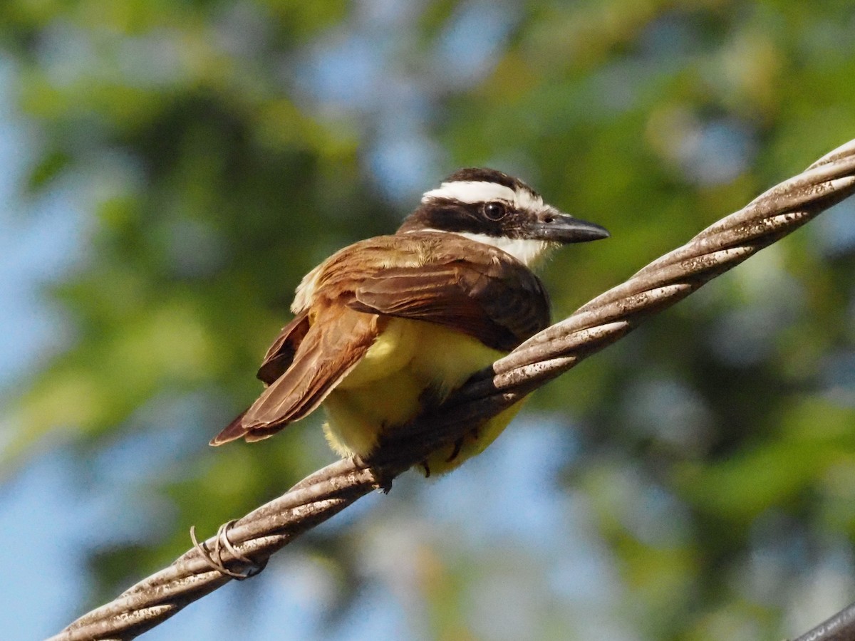 Great Kiskadee - ML623908865