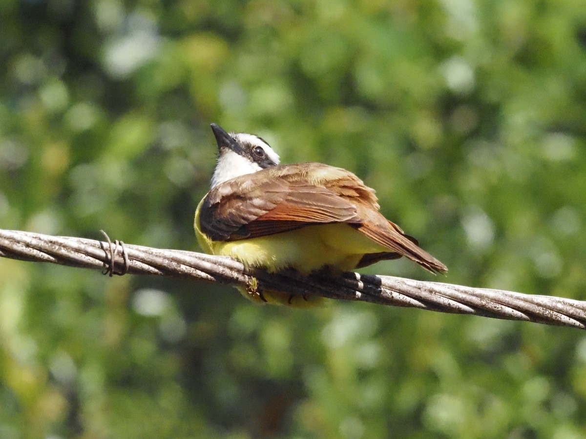 Great Kiskadee - ML623908866