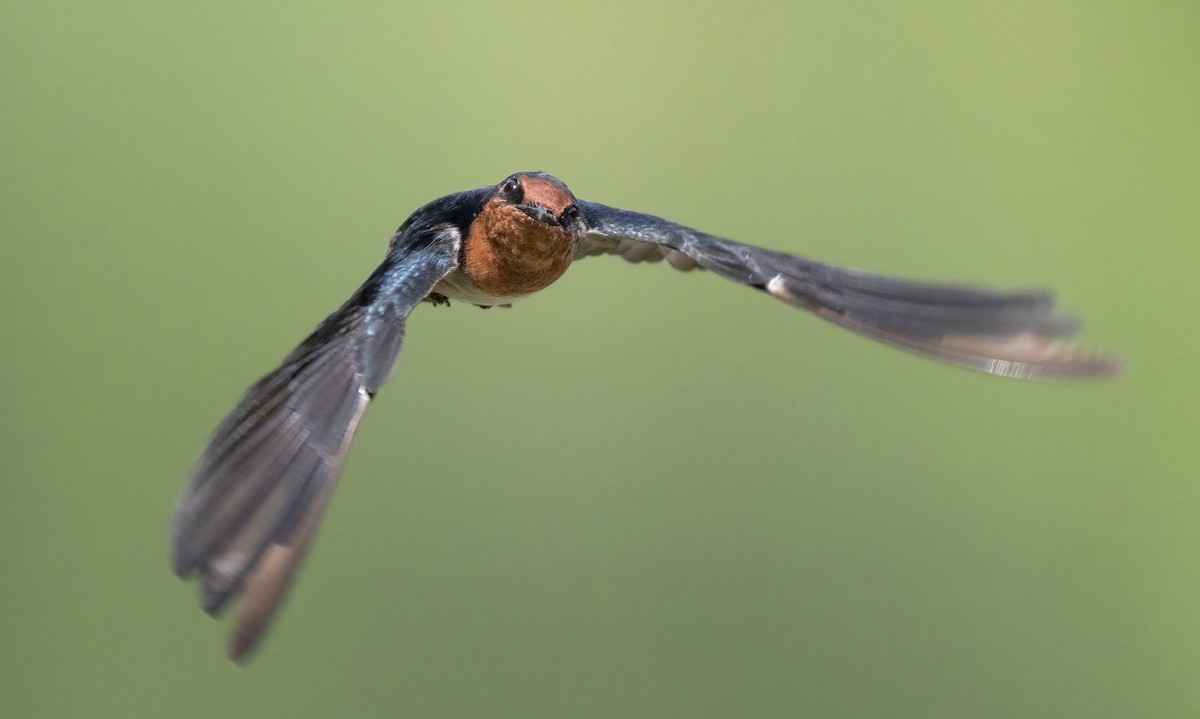 Pacific Swallow - ML623908869