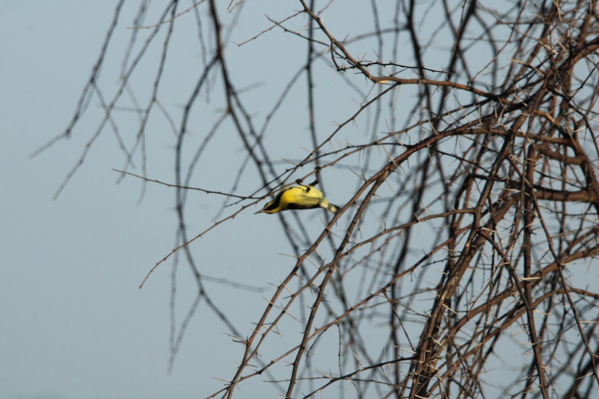 Purple Sunbird - Rajender Kumar