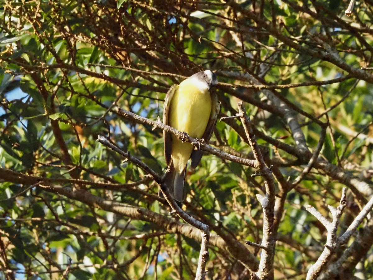 Social Flycatcher - ML623908884