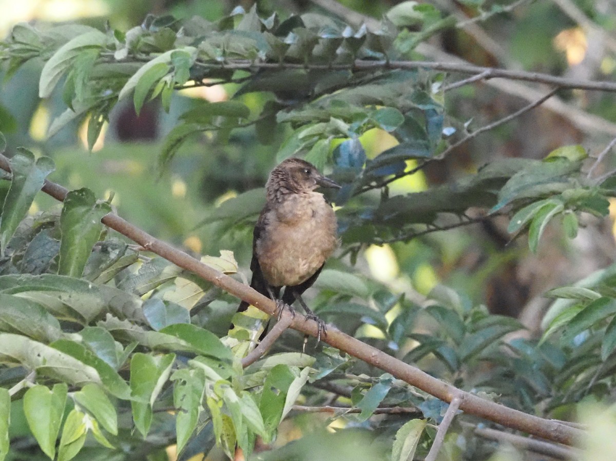 Mountain Thrush - ML623908911