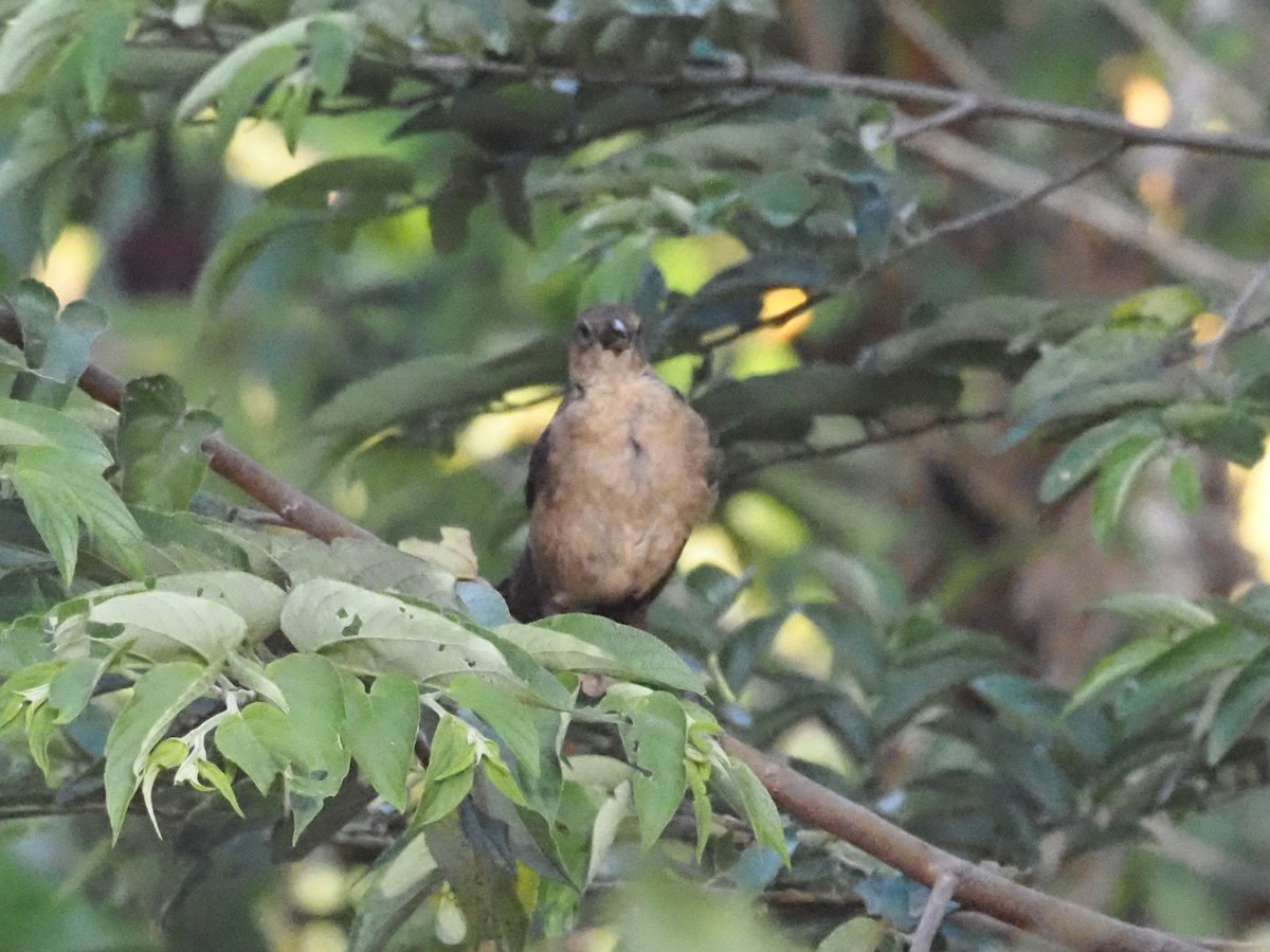 Mountain Thrush - ML623908912