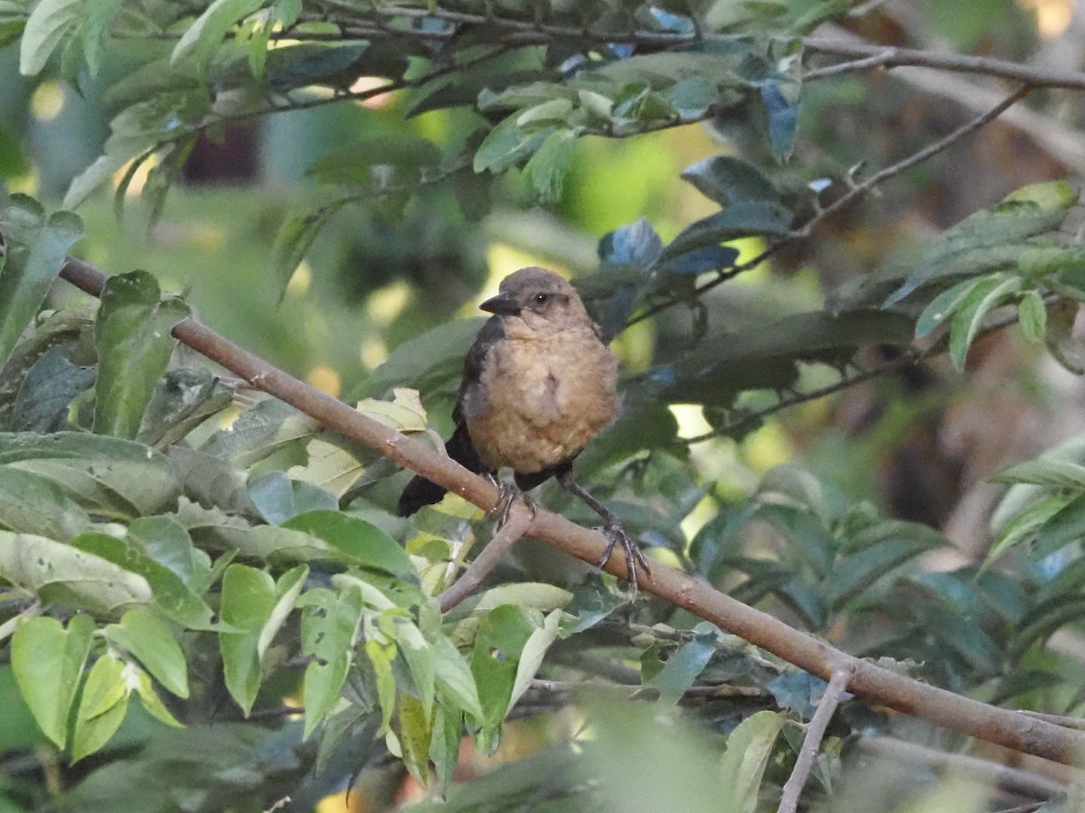 Mountain Thrush - ML623908914