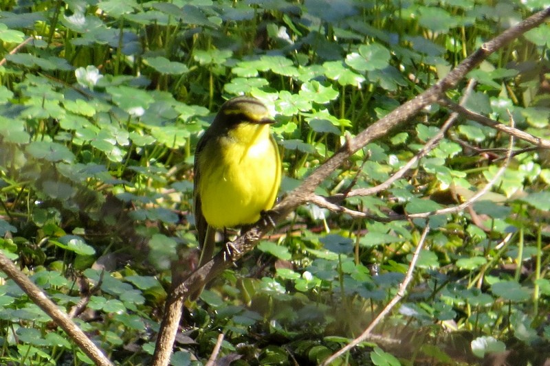 Yellow-browed Tyrant - ML623908916