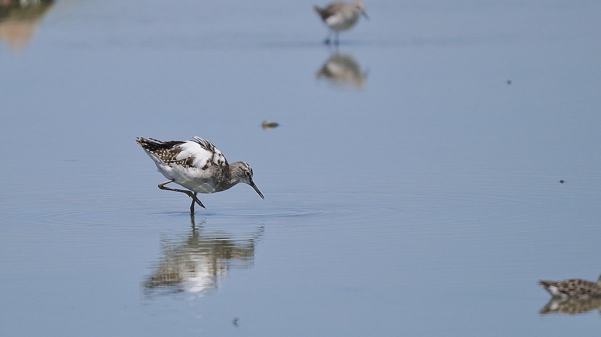 Wood Sandpiper - ML623908921