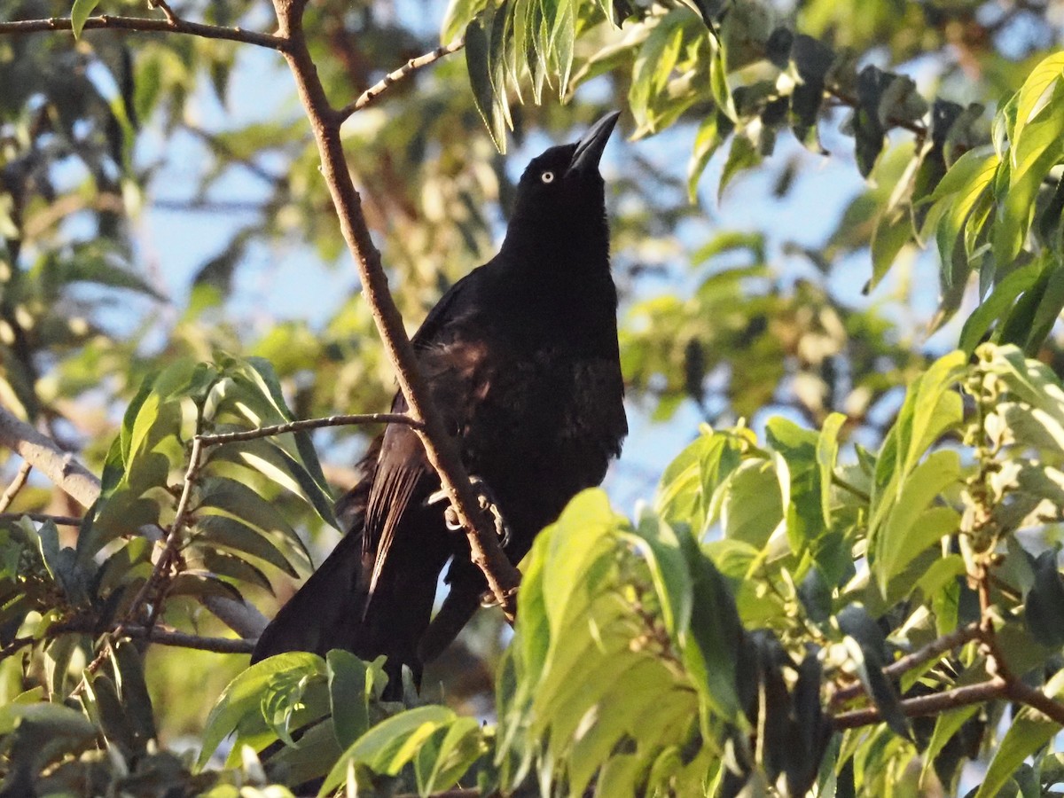 Great-tailed Grackle - ML623908928