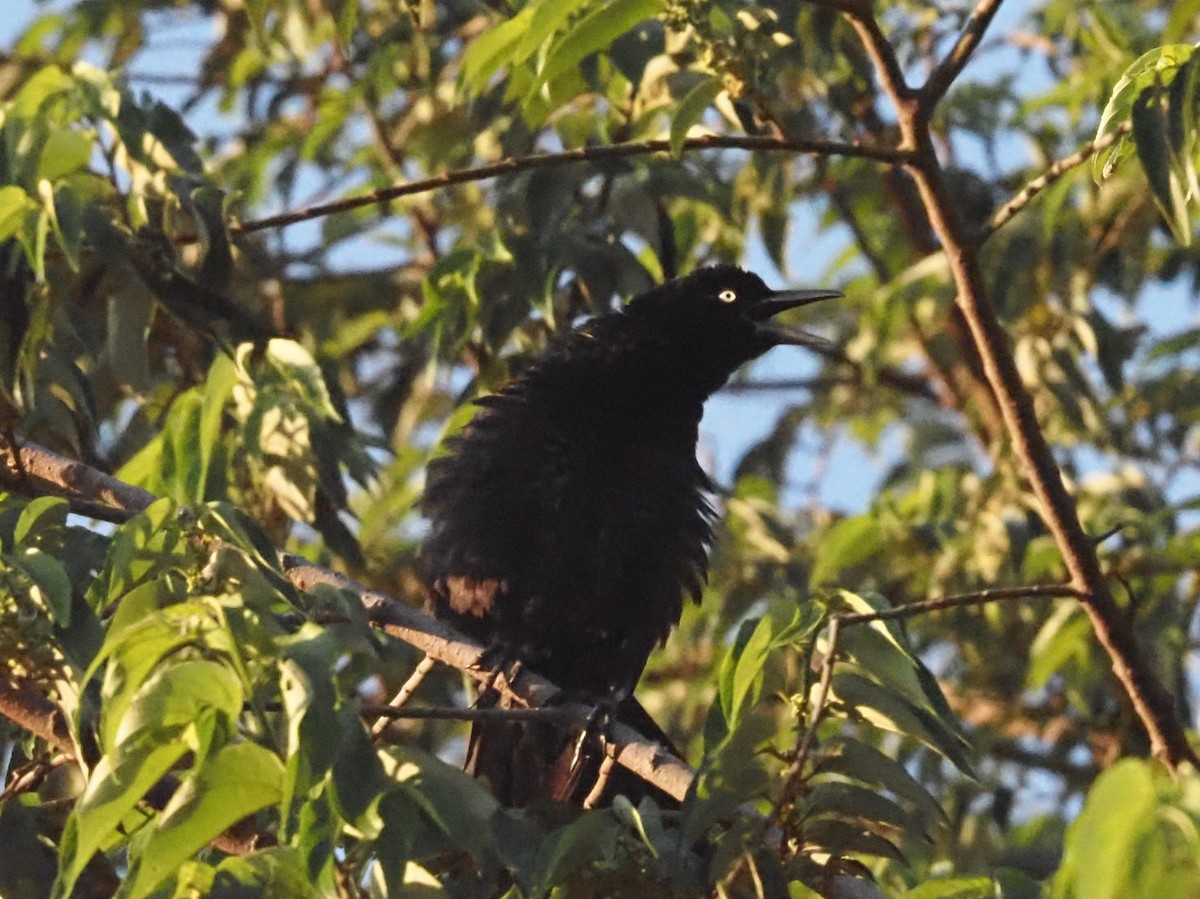 Great-tailed Grackle - ML623908929