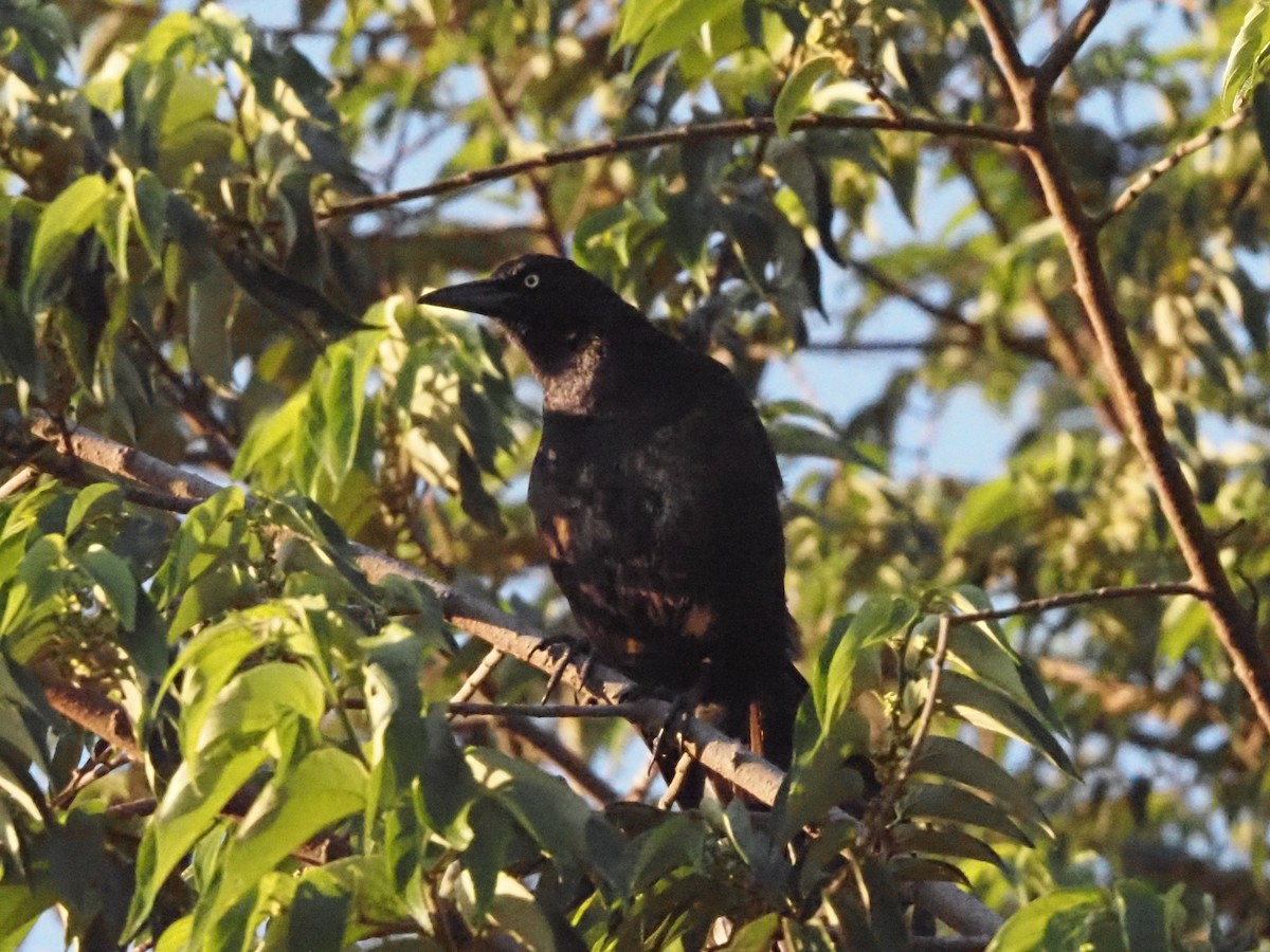 Great-tailed Grackle - ML623908930