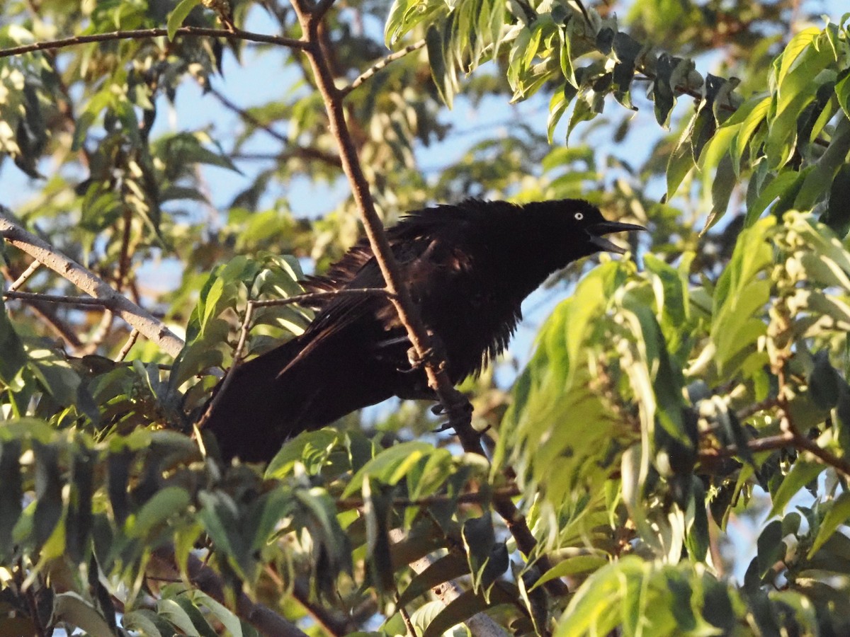 Great-tailed Grackle - ML623908931