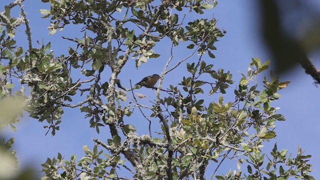 Eurasian Nuthatch - ML623908949