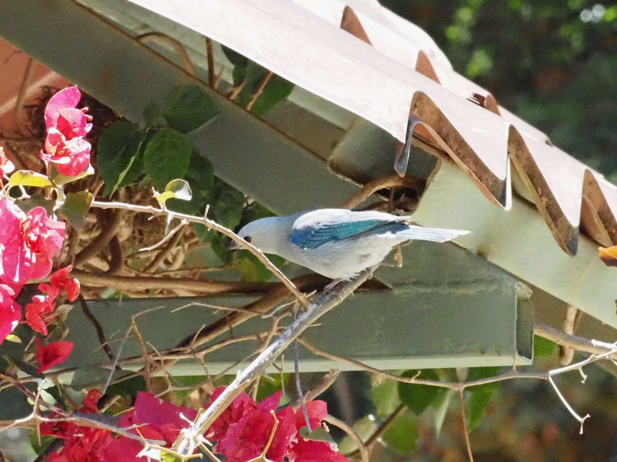 Blue-gray Tanager - ML623908969