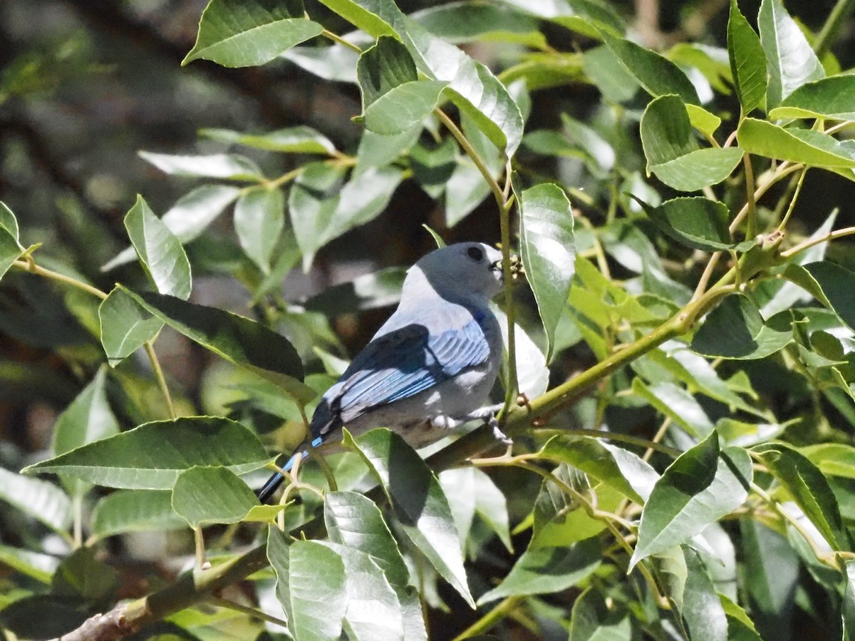 Blue-gray Tanager - ML623908972