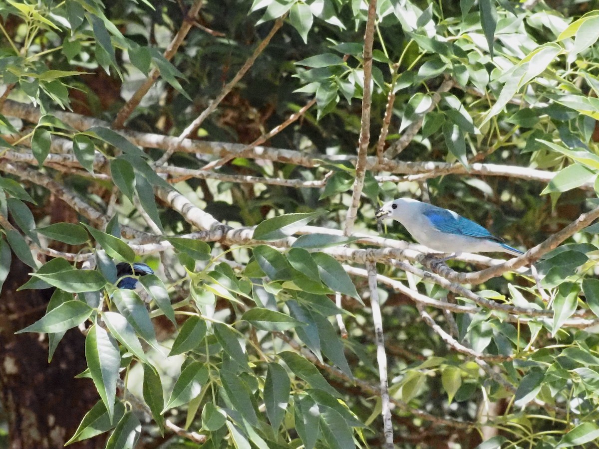 Blue-gray Tanager - ML623908973