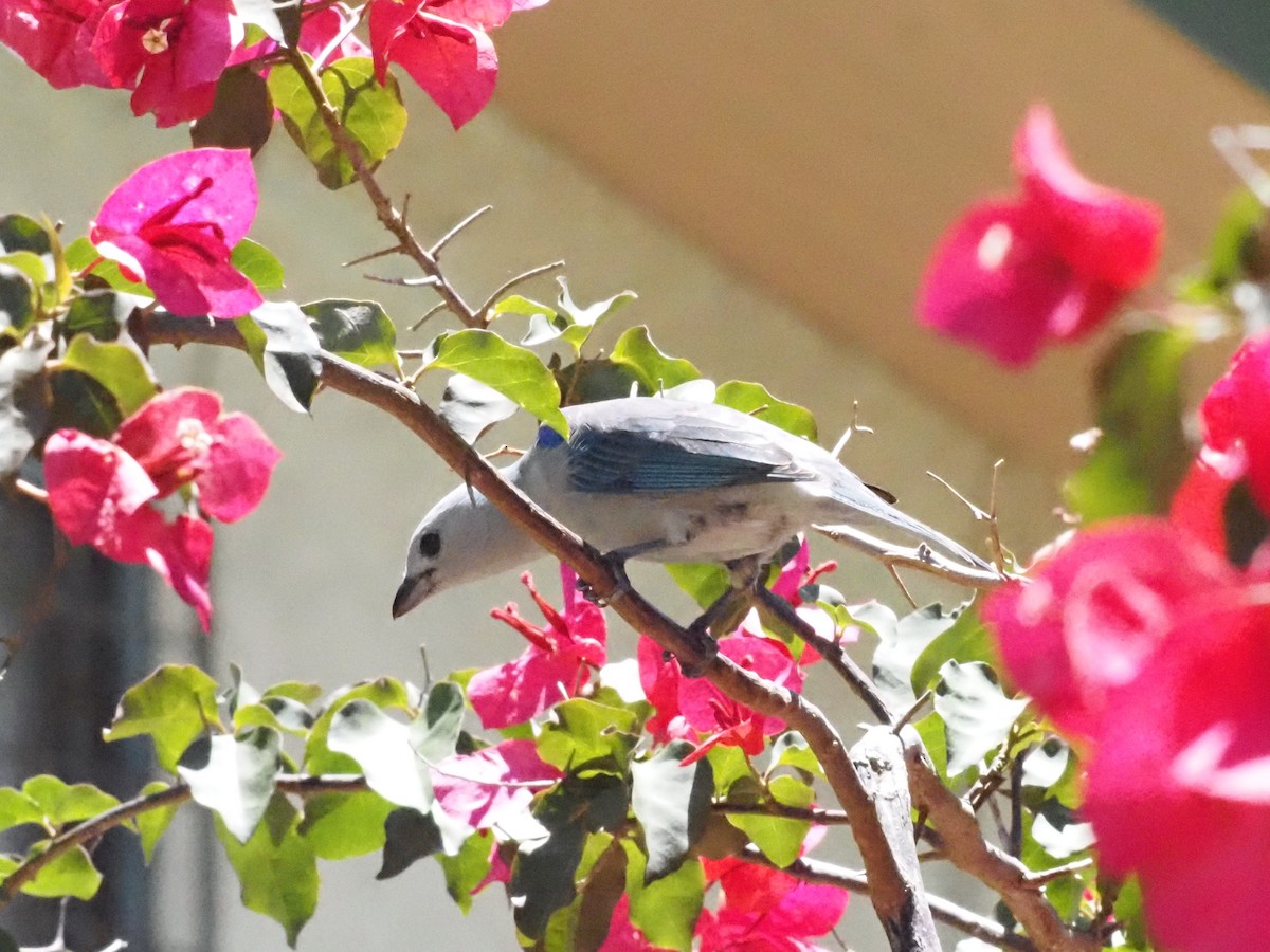 Blue-gray Tanager - Guillermo Parral Aguilar