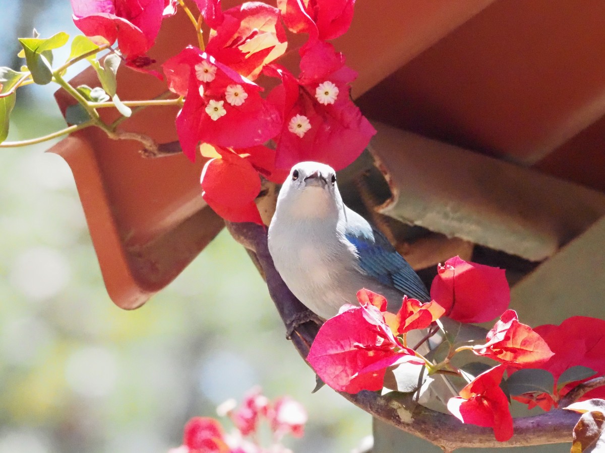 Blue-gray Tanager - ML623908978