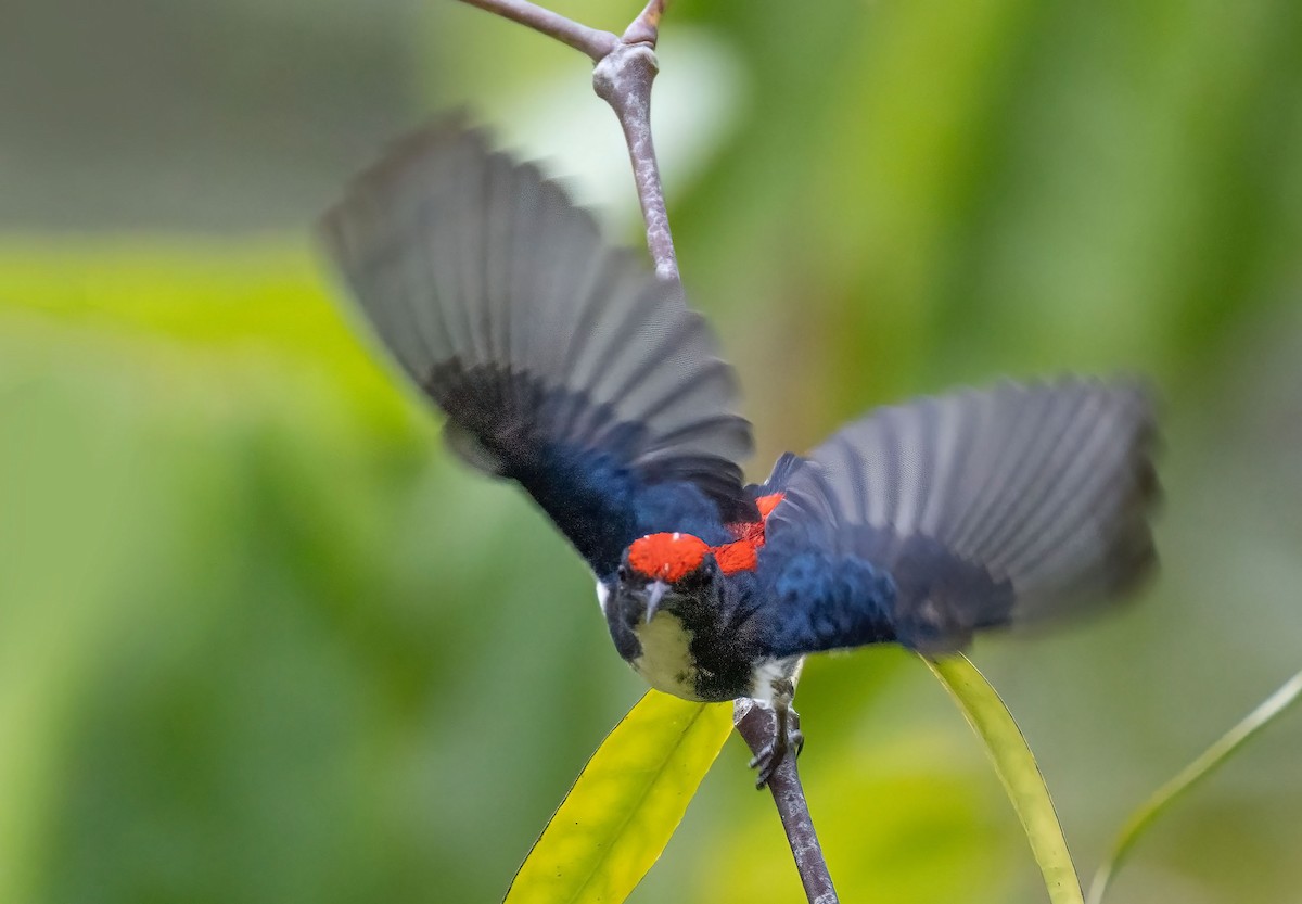 Scarlet-backed Flowerpecker - ML623908981