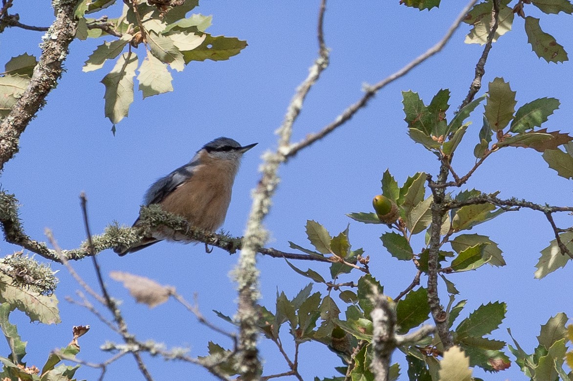 Eurasian Nuthatch - ML623908987