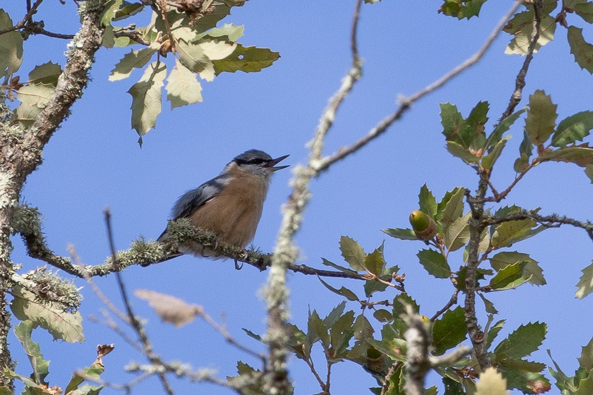 Eurasian Nuthatch - ML623908988