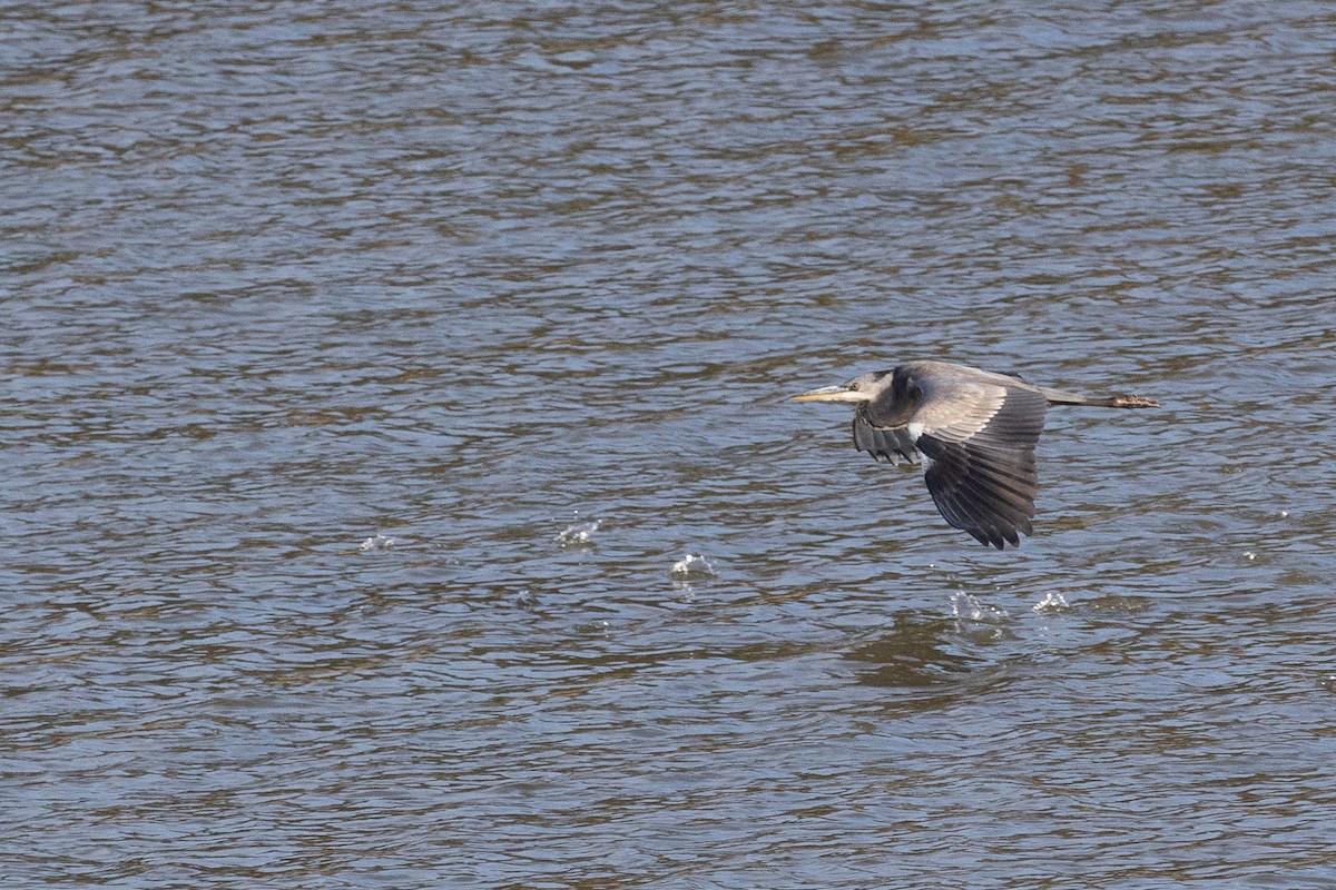 Gray Heron - ML623909026