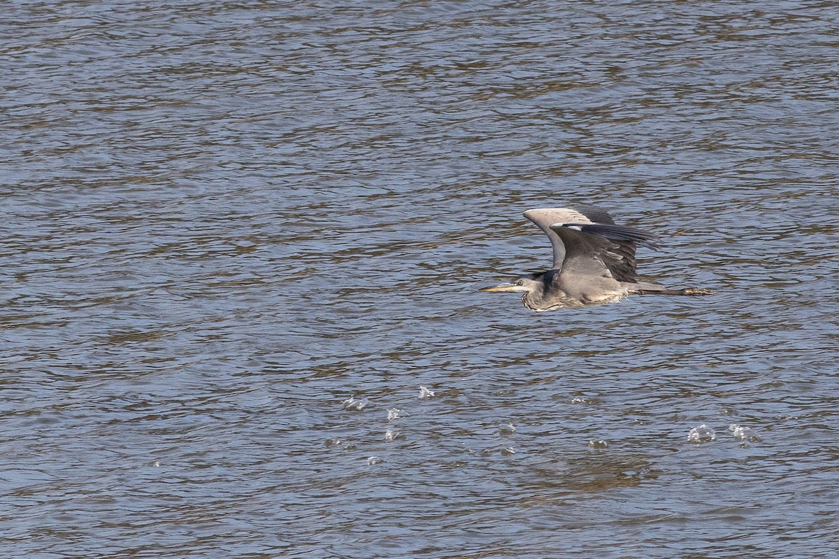 Gray Heron - ML623909027