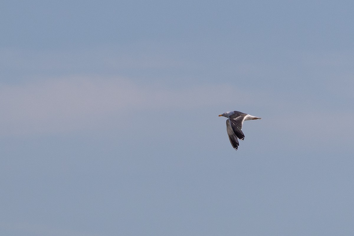 Lesser Black-backed Gull - ML623909035