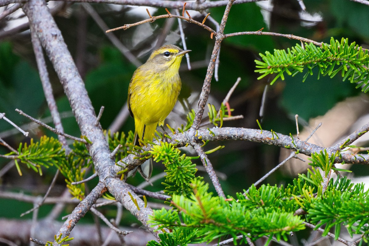 Palm Warbler - ML623909051