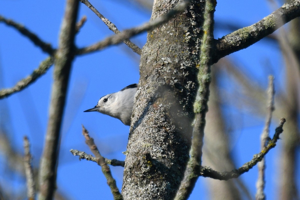 White-breasted Nuthatch - ML623909056