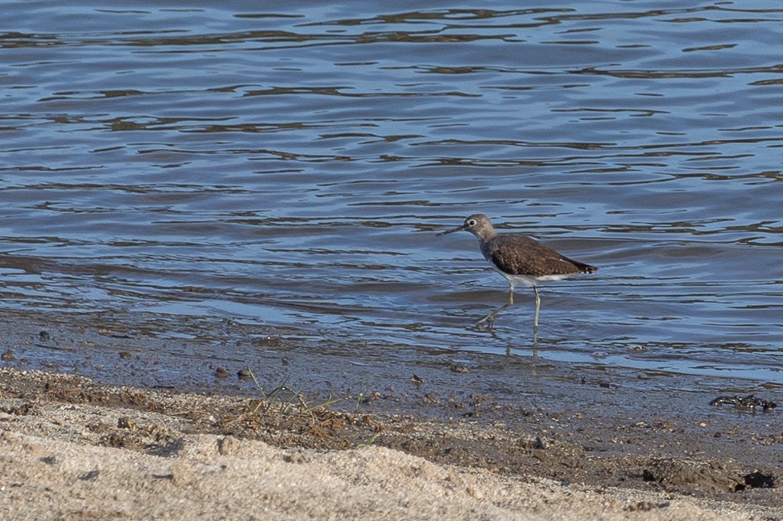 Green Sandpiper - ML623909060