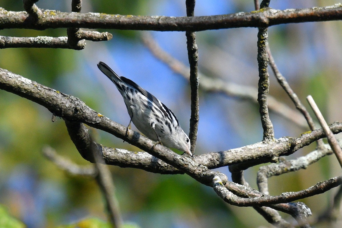 Black-and-white Warbler - ML623909063