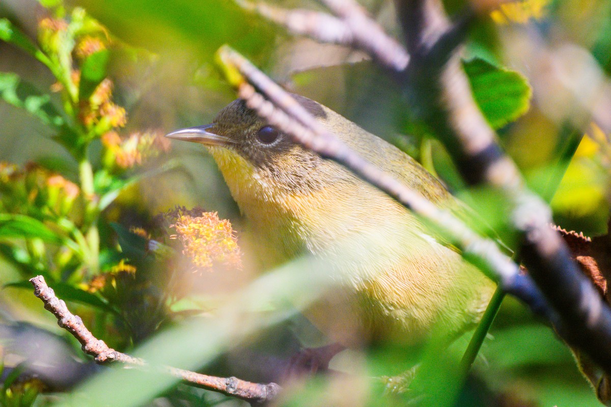 Common Yellowthroat - Colin Peddle