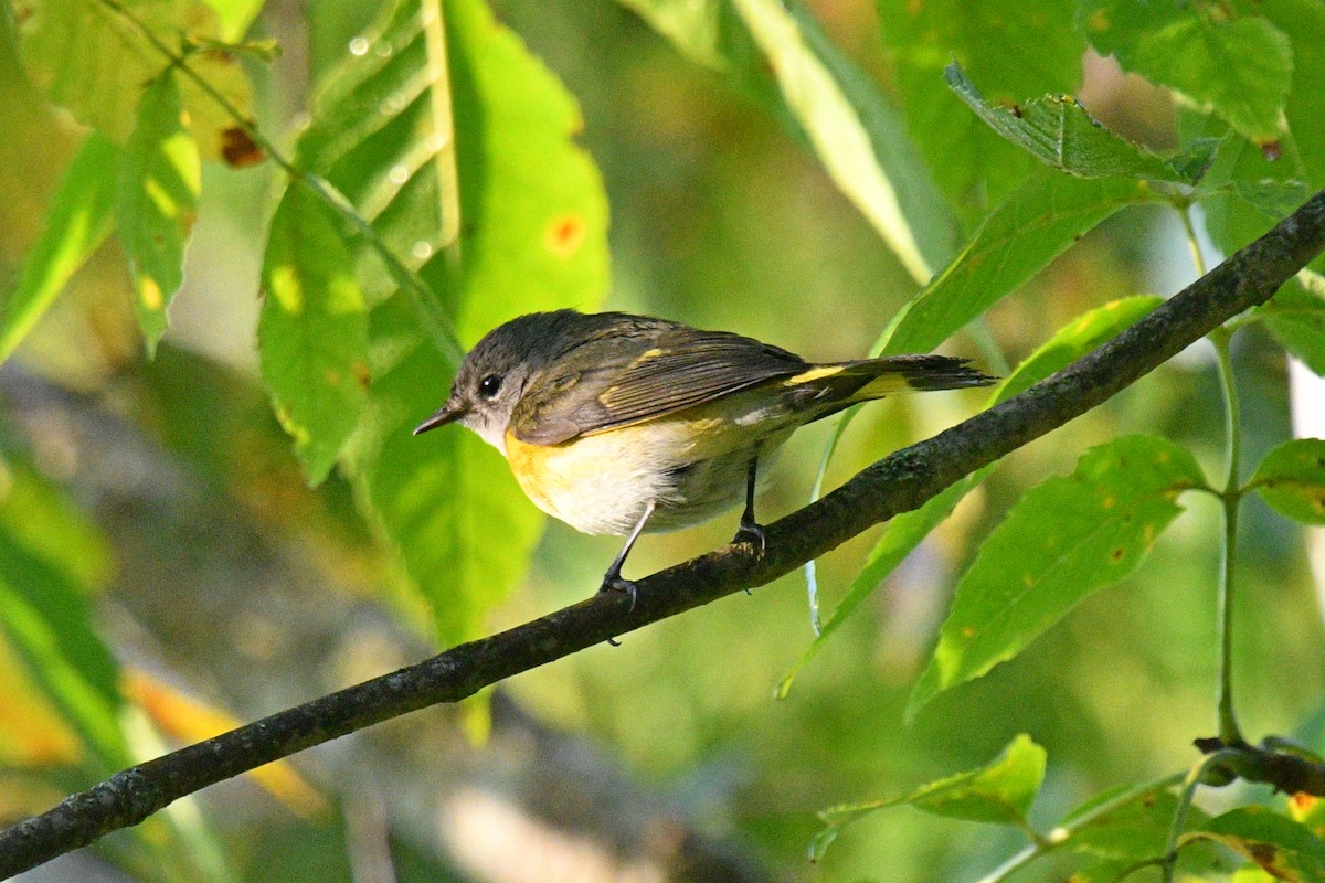 American Redstart - ML623909068