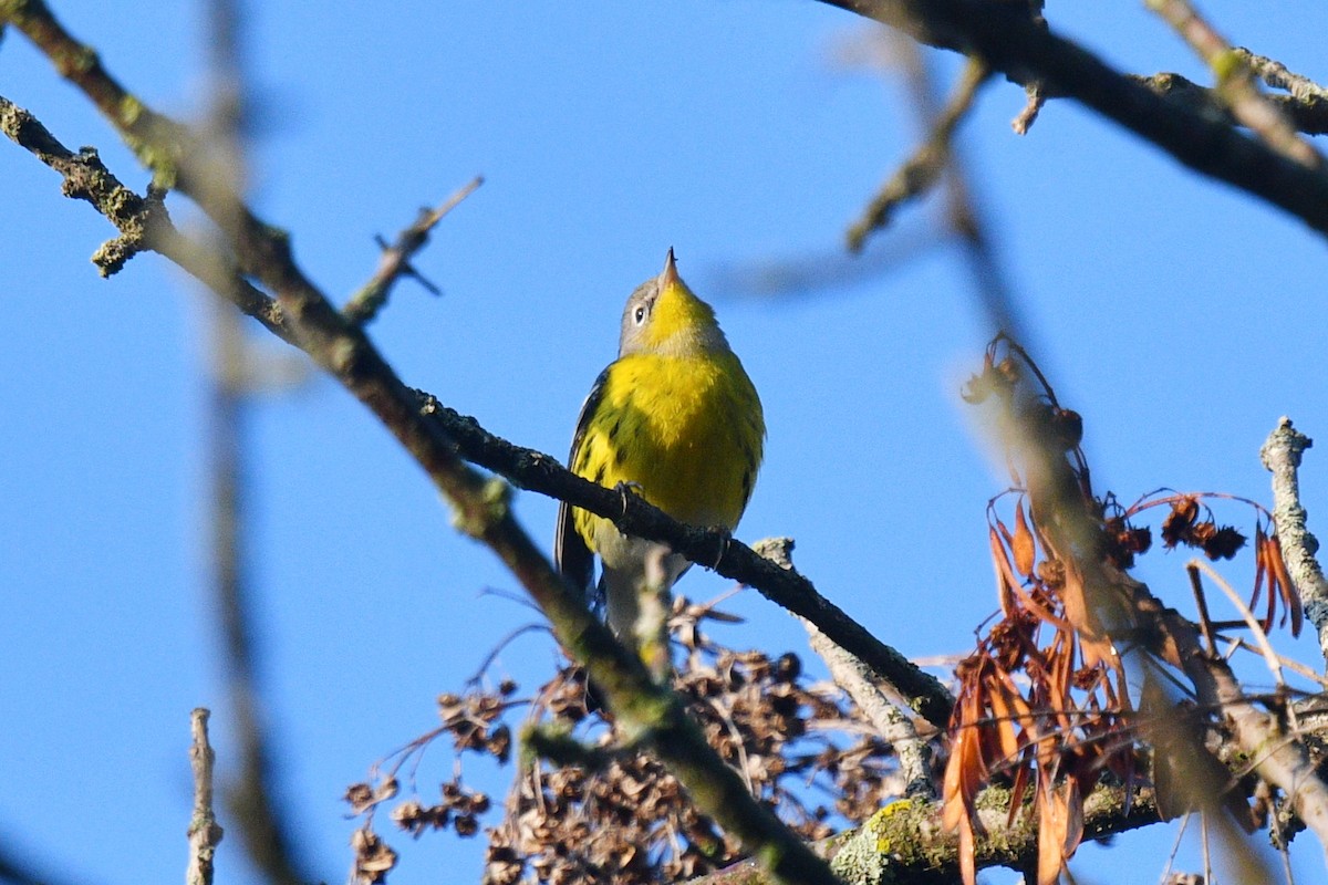 Magnolia Warbler - Joel Trick