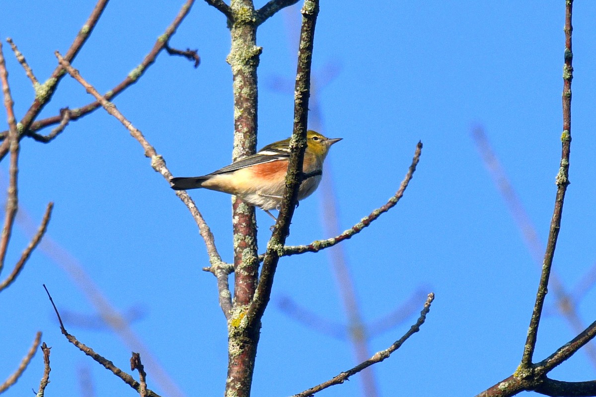 Bay-breasted Warbler - ML623909073