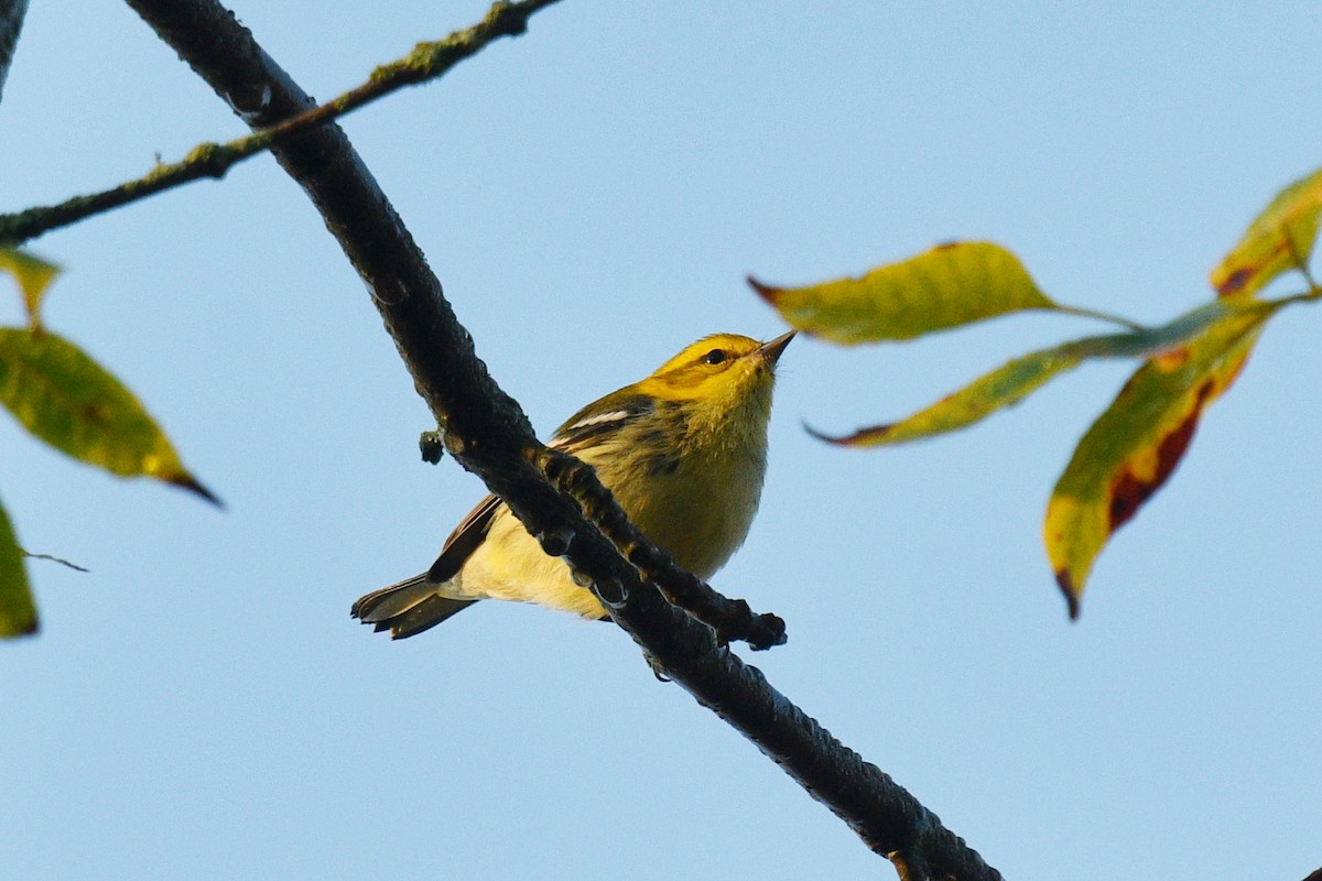 Black-throated Green Warbler - ML623909079