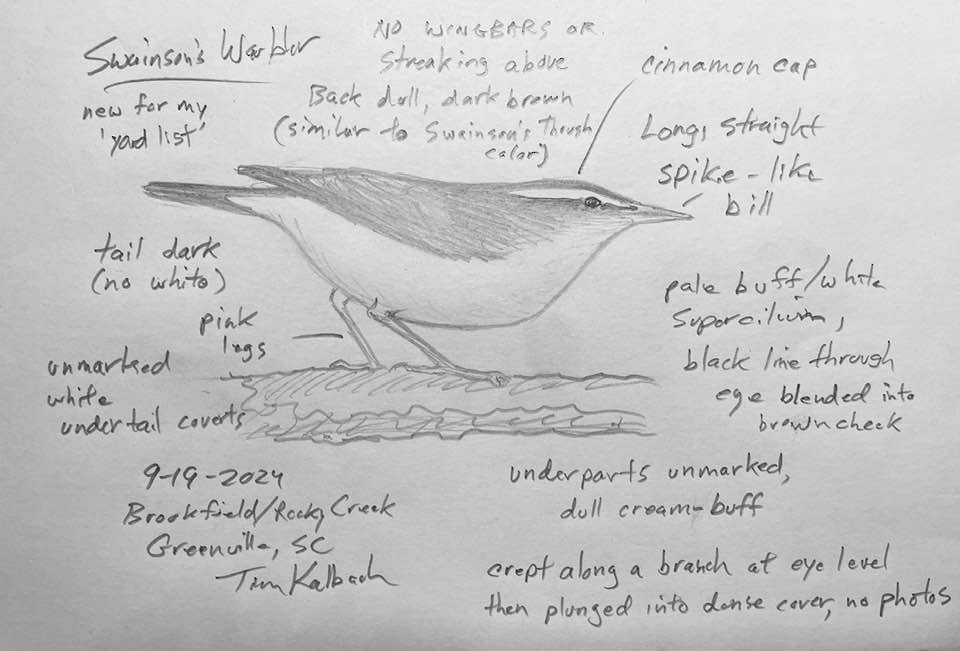 Swainson's Warbler - ML623909125