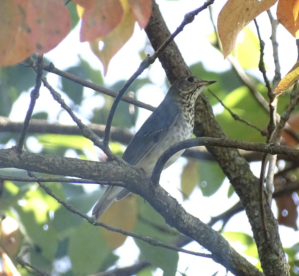 Gray-cheeked Thrush - ML623909133