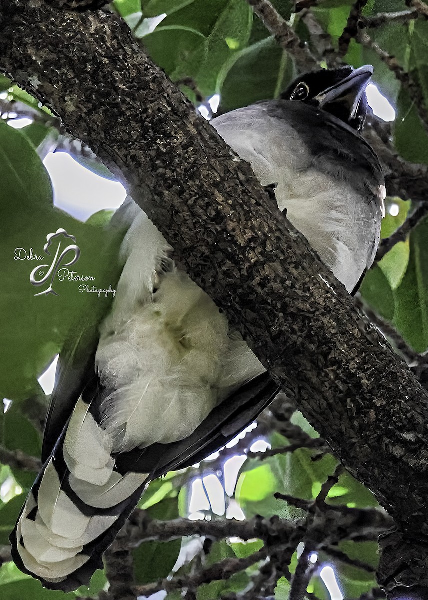 Brown Jay - ML623909169