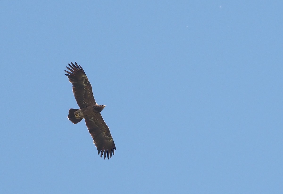 Lesser Spotted Eagle - Asmus Schröter