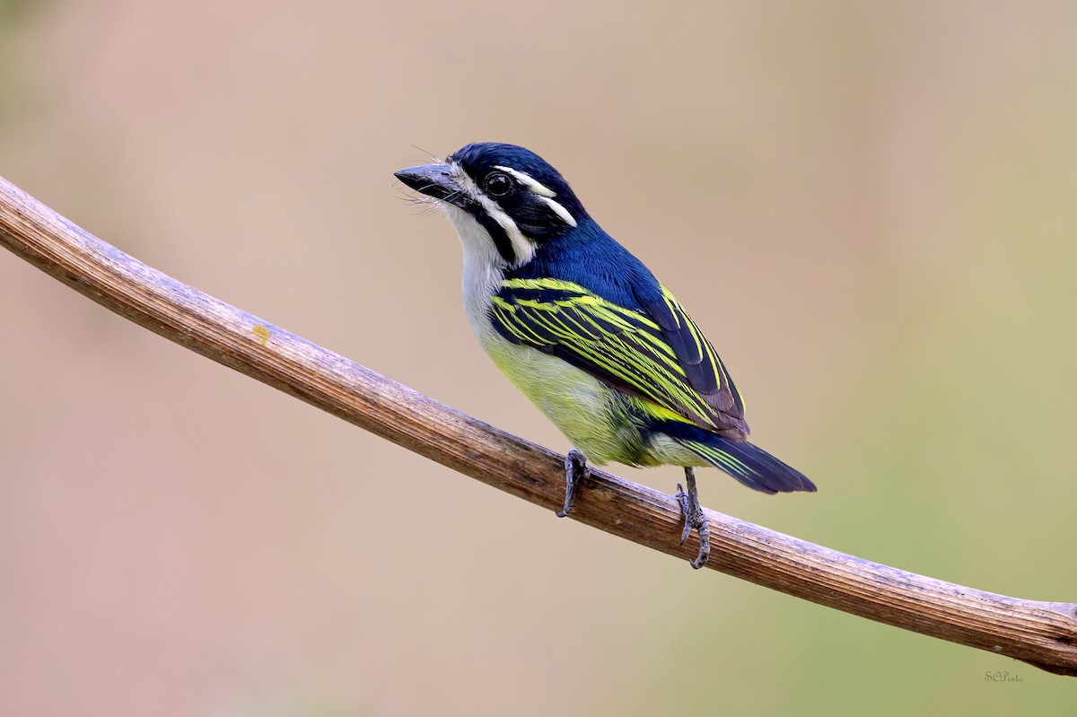 Yellow-rumped Tinkerbird - ML623909190