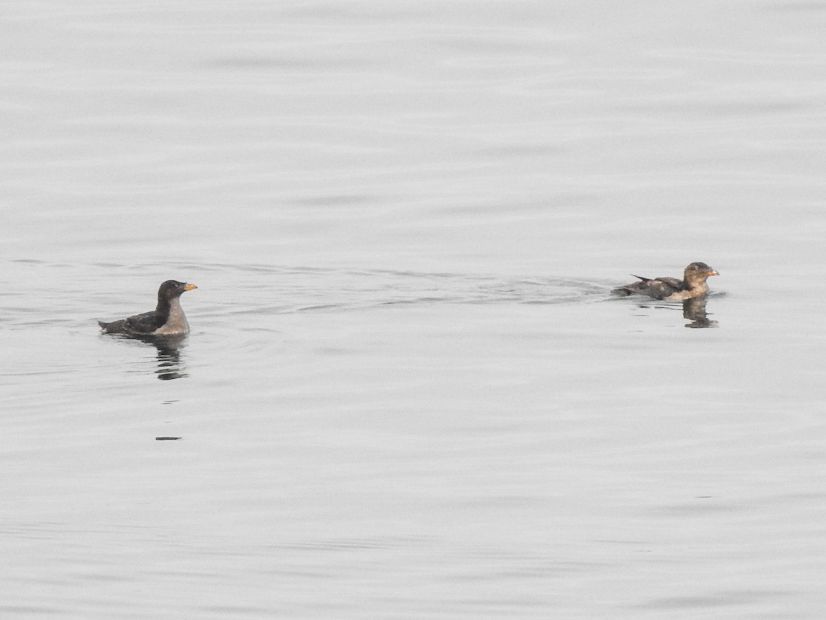 Rhinoceros Auklet - ML623909197