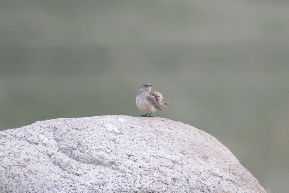 Rock Wren - ML623909206