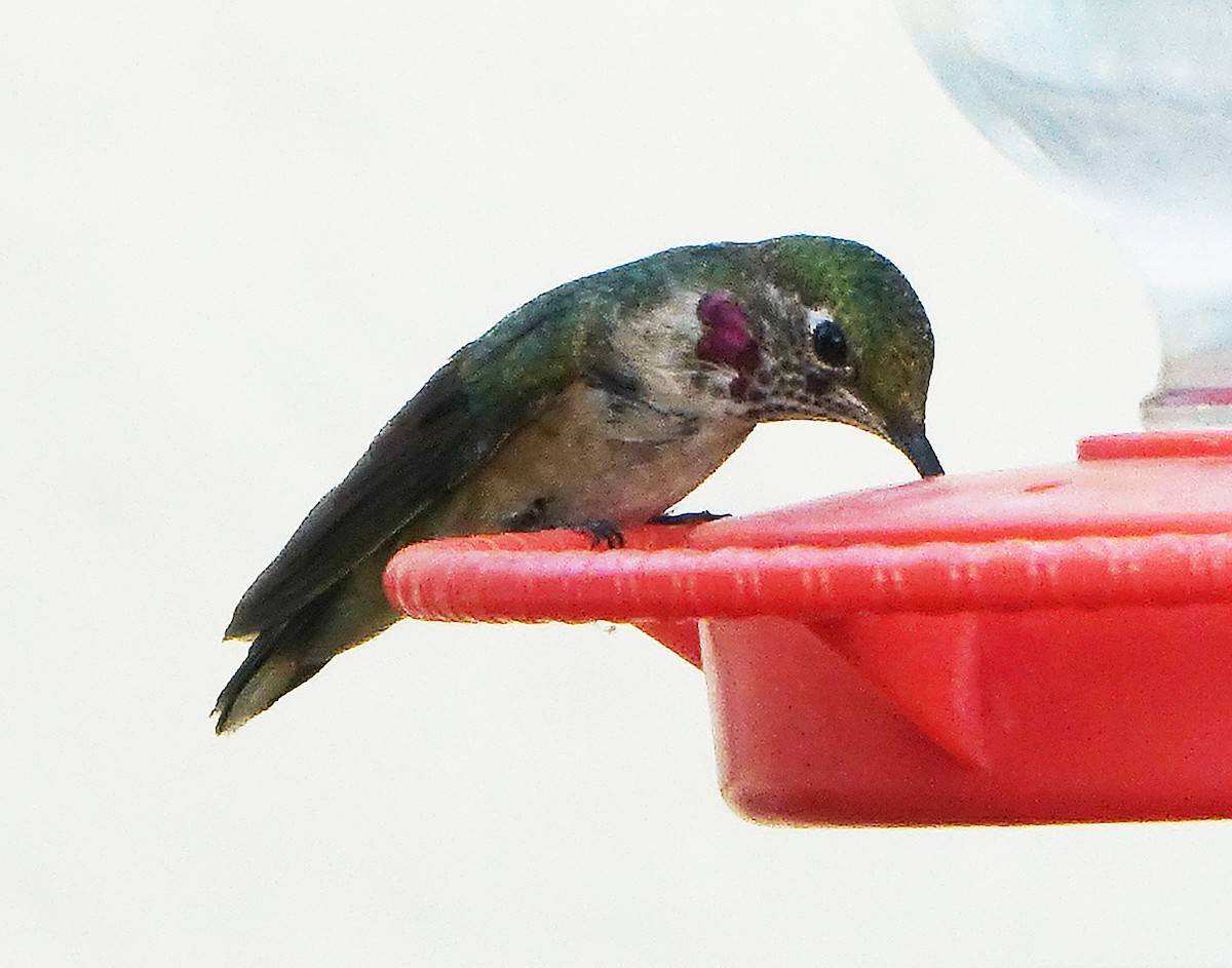 Broad-tailed Hummingbird - Carolyn Ohl, cc