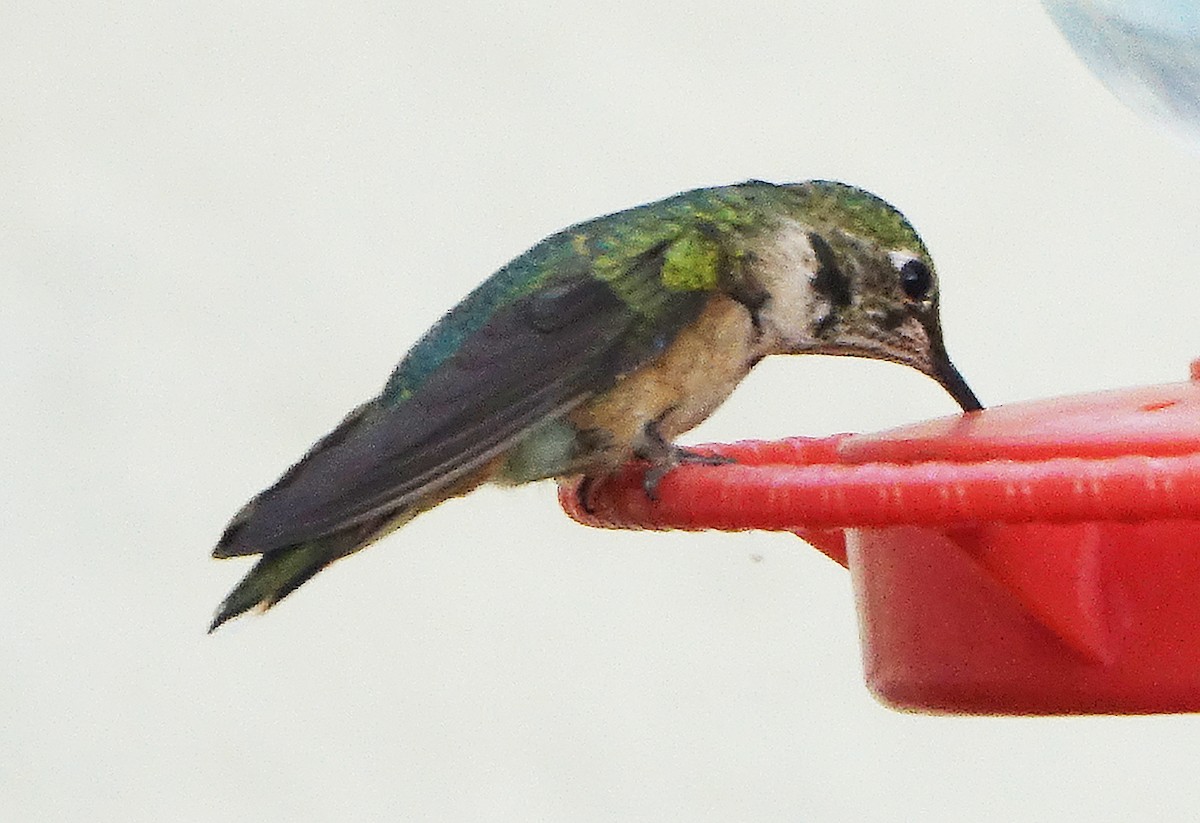 Broad-tailed Hummingbird - ML623909210