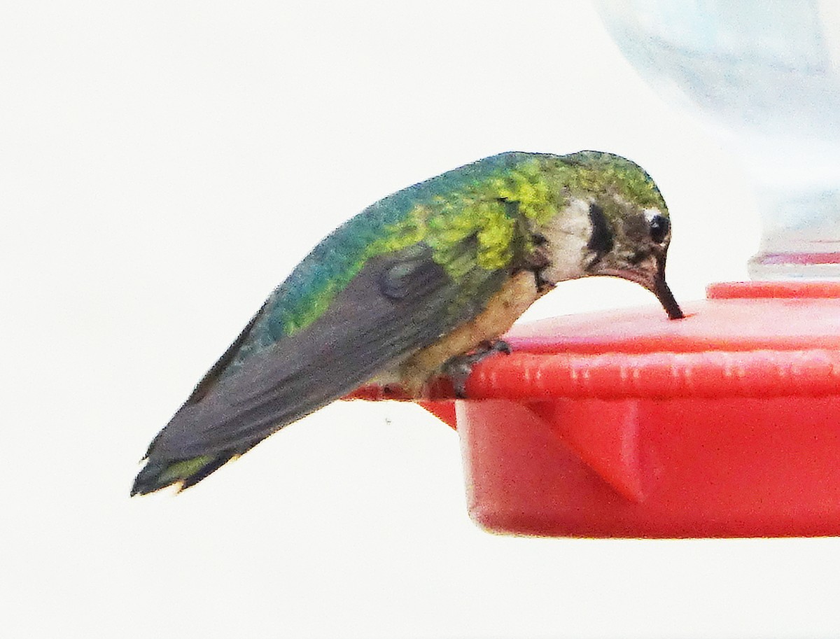 Broad-tailed Hummingbird - ML623909211